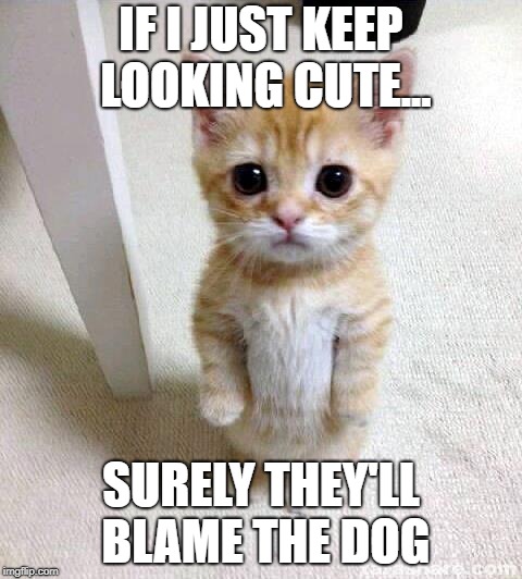 Cute Cat | IF I JUST KEEP LOOKING CUTE... SURELY THEY'LL BLAME THE DOG | image tagged in memes,cute cat,blame | made w/ Imgflip meme maker