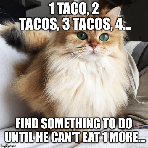 Taco cat 1,2,3,4 | 1 TACO, 2 TACOS, 3 TACOS, 4... FIND SOMETHING TO DO UNTIL HE CAN'T EAT 1 MORE... | image tagged in cats,tacos,cat,smartass | made w/ Imgflip meme maker