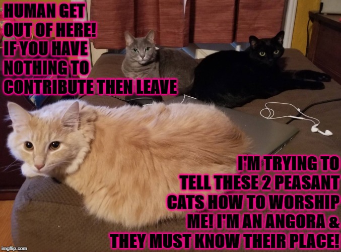 HUMAN GET OUT OF HERE! IF YOU HAVE NOTHING TO CONTRIBUTE THEN LEAVE; I'M TRYING TO TELL THESE 2 PEASANT CATS HOW TO WORSHIP ME! I'M AN ANGORA & THEY MUST KNOW THEIR PLACE! | image tagged in arrogant turd | made w/ Imgflip meme maker