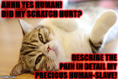 AHHH YES HUMAN! DID MY SCRATCH HURT? DESCRIBE THE PAIN IN DETAIL MY PRECIOUS HUMAN-SLAVE! | image tagged in sadistic turd | made w/ Imgflip meme maker