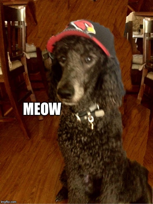  MEOW | image tagged in noah gump cardinals nfl hat | made w/ Imgflip meme maker