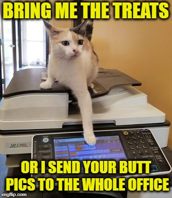 His silence can be bought |  BRING ME THE TREATS; OR I SEND YOUR BUTT PICS TO THE WHOLE OFFICE | image tagged in memes,cats,treats,funny,printer,copier | made w/ Imgflip meme maker