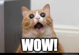 WOW CAT! 2 | WOW! | image tagged in wow cat 2 | made w/ Imgflip meme maker