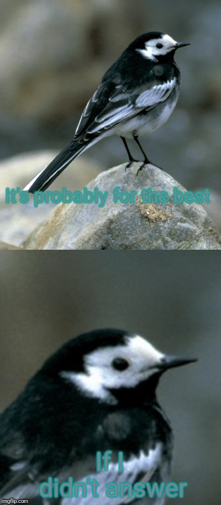 Clinically Depressed Pied Wagtail | It's probably for the best If I didn't answer | image tagged in clinically depressed pied wagtail | made w/ Imgflip meme maker