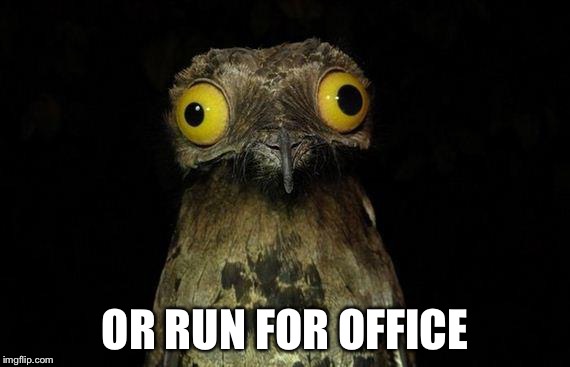 Weird Stuff I Do Potoo Meme | OR RUN FOR OFFICE | image tagged in memes,weird stuff i do potoo | made w/ Imgflip meme maker