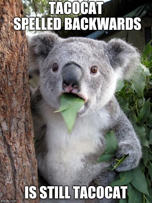 Surprised Koala Meme | TACOCAT SPELLED BACKWARDS; IS STILL TACOCAT | image tagged in memes,surprised koala | made w/ Imgflip meme maker