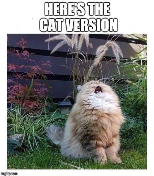 Cat Cry | HERE'S THE CAT VERSION | image tagged in cat cry | made w/ Imgflip meme maker