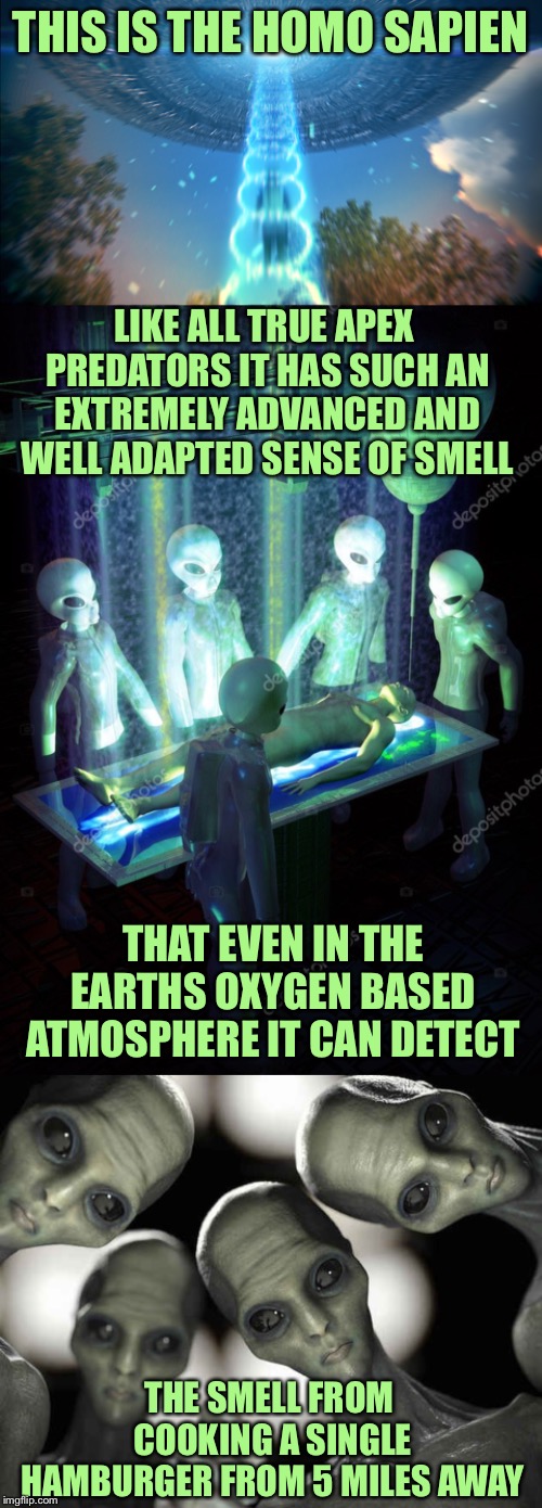 Alien Abduction | THIS IS THE HOMO SAPIEN; LIKE ALL TRUE APEX PREDATORS IT HAS SUCH AN EXTREMELY ADVANCED AND WELL ADAPTED SENSE OF SMELL; THAT EVEN IN THE EARTHS OXYGEN BASED ATMOSPHERE IT CAN DETECT; THE SMELL FROM COOKING A SINGLE HAMBURGER FROM 5 MILES AWAY | image tagged in alien abduction,memes,funnny,so true | made w/ Imgflip meme maker
