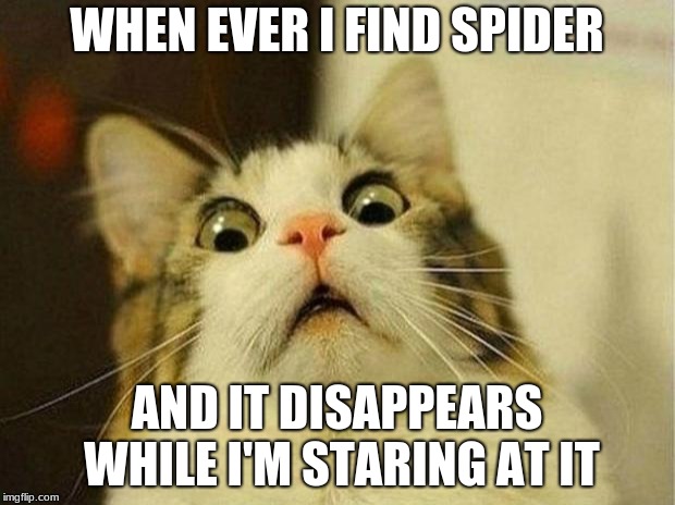 Scared Cat Meme | WHEN EVER I FIND SPIDER; AND IT DISAPPEARS WHILE I'M STARING AT IT | image tagged in memes,scared cat | made w/ Imgflip meme maker