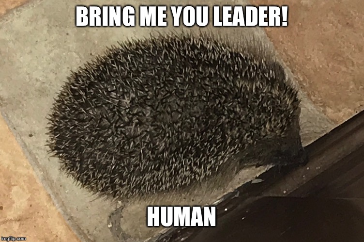 Evil hedgehog  | BRING ME YOU LEADER! HUMAN | image tagged in funny | made w/ Imgflip meme maker