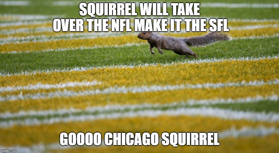 NFL | SQUIRREL WILL TAKE OVER THE NFL MAKE IT THE SFL; GOOOO CHICAGO SQUIRREL | image tagged in nfl | made w/ Imgflip meme maker