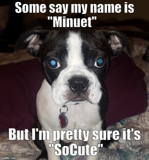 Some say my name is                  
"Minuet"; But I'm pretty sure it's              "SoCute" | image tagged in socute | made w/ Imgflip meme maker