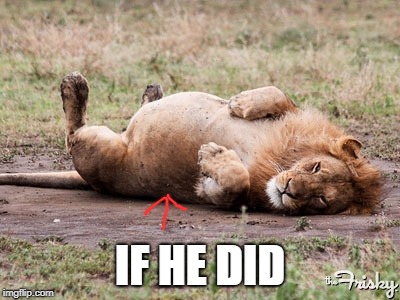Fat Lion | IF HE DID | image tagged in fat lion | made w/ Imgflip meme maker