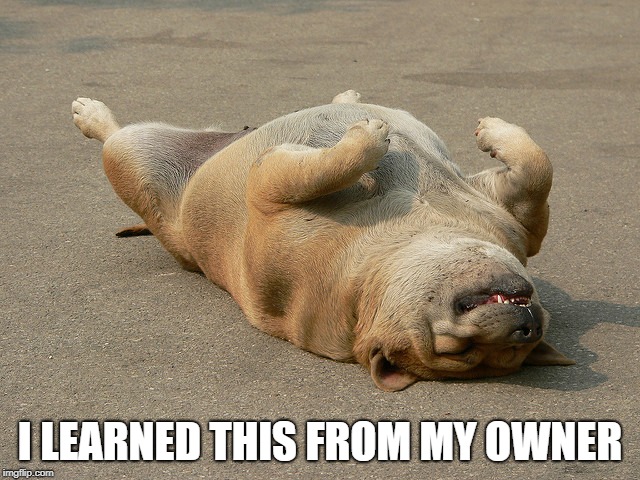 Dog Playing Dead | I LEARNED THIS FROM MY OWNER | image tagged in dog playing dead | made w/ Imgflip meme maker