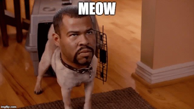 Noice | MEOW | image tagged in noice | made w/ Imgflip meme maker