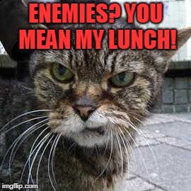 Angry Cat | ENEMIES? YOU MEAN MY LUNCH! | image tagged in angry cat | made w/ Imgflip meme maker