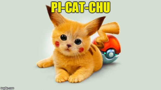 Pikachu cat | PI-CAT-CHU | image tagged in pikachu cat | made w/ Imgflip meme maker