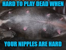 HARD TO PLAY DEAD WHEN YOUR NIPPLES ARE HARD | made w/ Imgflip meme maker