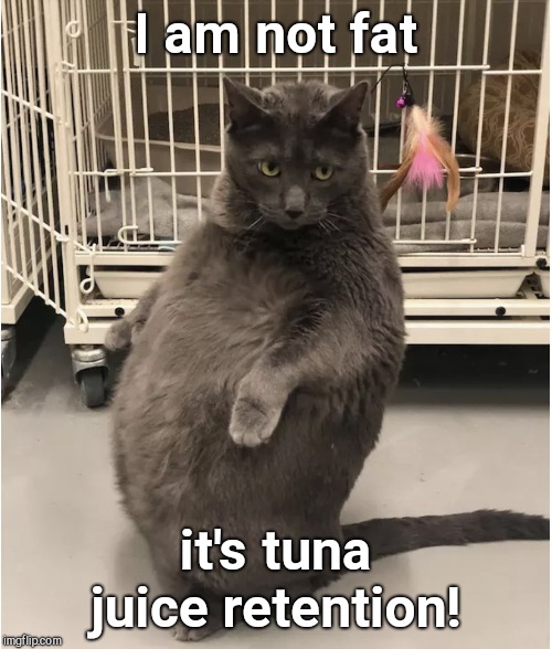 Bruno the Thicc | I am not fat; it's tuna juice retention! | image tagged in bruno the thicc,fat cat | made w/ Imgflip meme maker