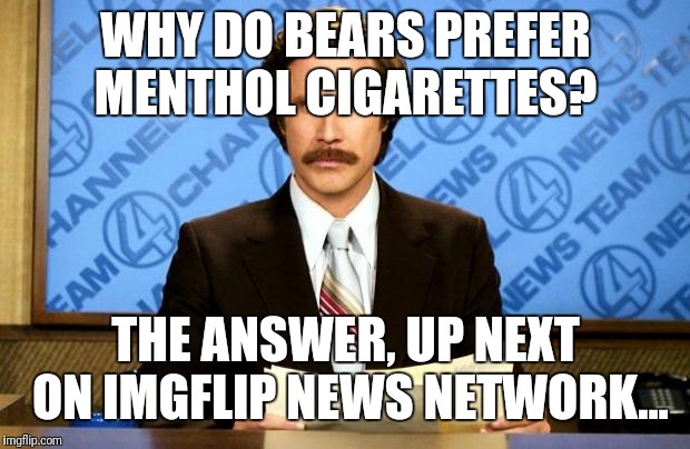 BREAKING NEWS | WHY DO BEARS PREFER MENTHOL CIGARETTES? THE ANSWER, UP NEXT ON IMGFLIP NEWS NETWORK... | image tagged in breaking news | made w/ Imgflip meme maker