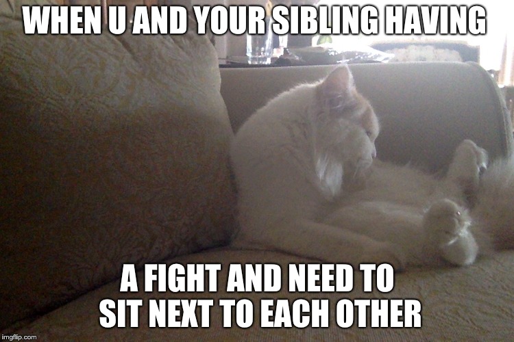 lilo the cat | WHEN U AND YOUR SIBLING HAVING; A FIGHT AND NEED TO SIT NEXT TO EACH OTHER | image tagged in lilo the cat | made w/ Imgflip meme maker
