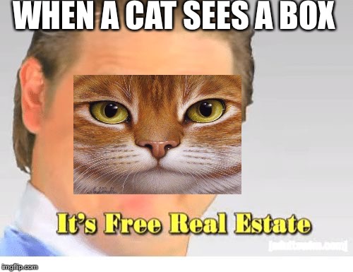 Cats irl | WHEN A CAT SEES A BOX | image tagged in it's free real estate,cats,life | made w/ Imgflip meme maker