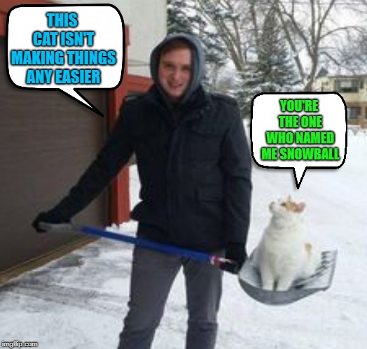 Winter weather  | THIS CAT ISN'T MAKING THINGS ANY EASIER; YOU'RE THE ONE WHO NAMED ME SNOWBALL | image tagged in memes,cat,cat meme,winter,snow,shovel | made w/ Imgflip meme maker