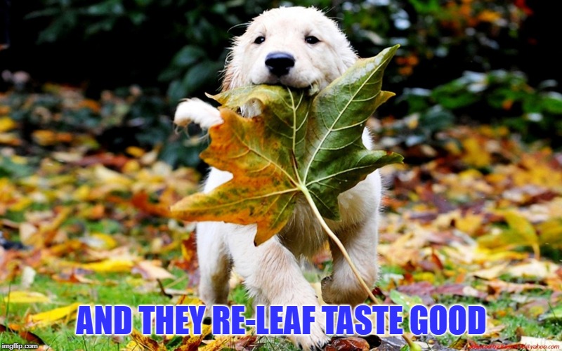 leaf puppy nature | AND THEY RE-LEAF TASTE GOOD | image tagged in leaf puppy nature | made w/ Imgflip meme maker
