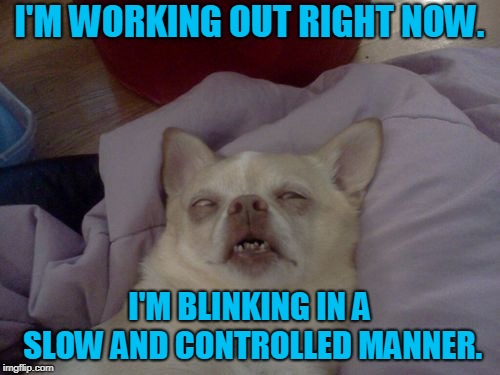 dog passed out sick  | I'M WORKING OUT RIGHT NOW. I'M BLINKING IN A SLOW AND CONTROLLED MANNER. | image tagged in dog passed out sick | made w/ Imgflip meme maker
