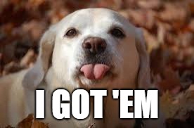 Dog Sticking Tongue Out | I GOT 'EM | image tagged in dog sticking tongue out | made w/ Imgflip meme maker