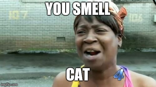 Ain't Nobody Got Time For That Meme | YOU SMELL; CAT | image tagged in memes,aint nobody got time for that | made w/ Imgflip meme maker
