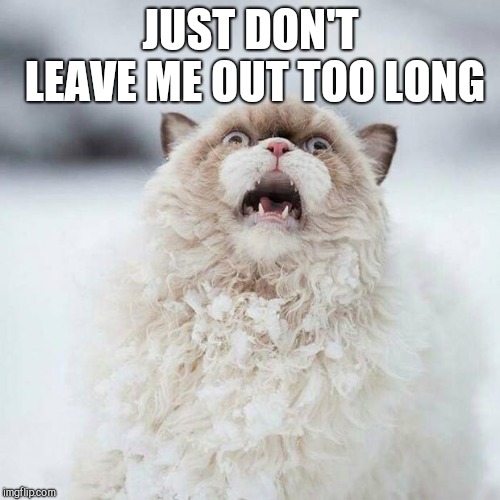 Cold Cat | JUST DON'T LEAVE ME OUT TOO LONG | image tagged in cold cat | made w/ Imgflip meme maker