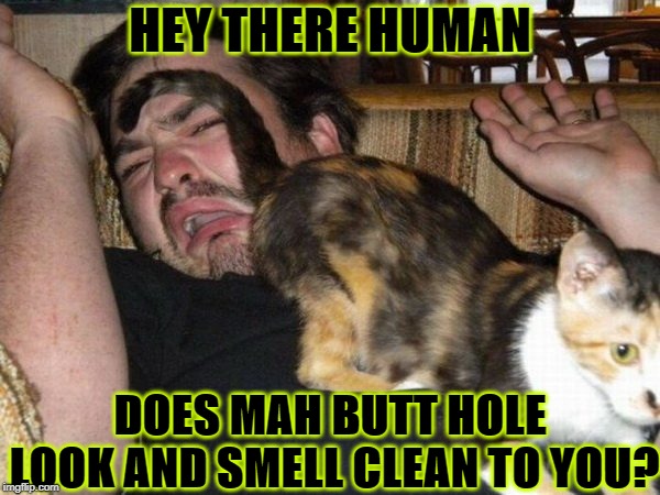 HEY THERE HUMAN; DOES MAH BUTT HOLE LOOK AND SMELL CLEAN TO YOU? | image tagged in butt sniff | made w/ Imgflip meme maker