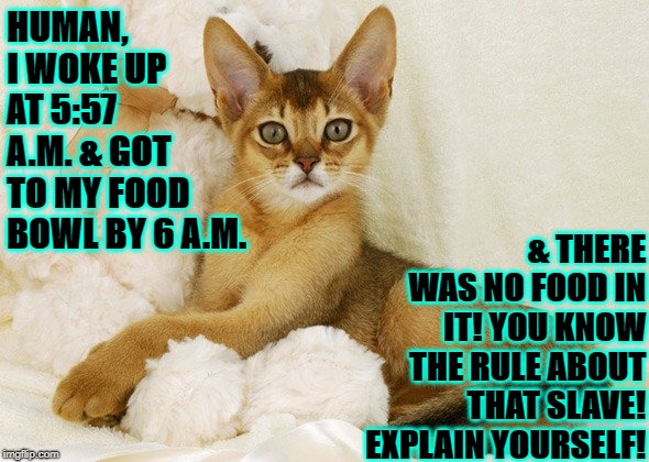 HUMAN, I WOKE UP AT 5:57 A.M. & GOT TO MY FOOD BOWL BY 6 A.M. & THERE WAS NO FOOD IN IT! YOU KNOW THE RULE ABOUT THAT SLAVE! EXPLAIN YOURSELF! | image tagged in explain yourself | made w/ Imgflip meme maker
