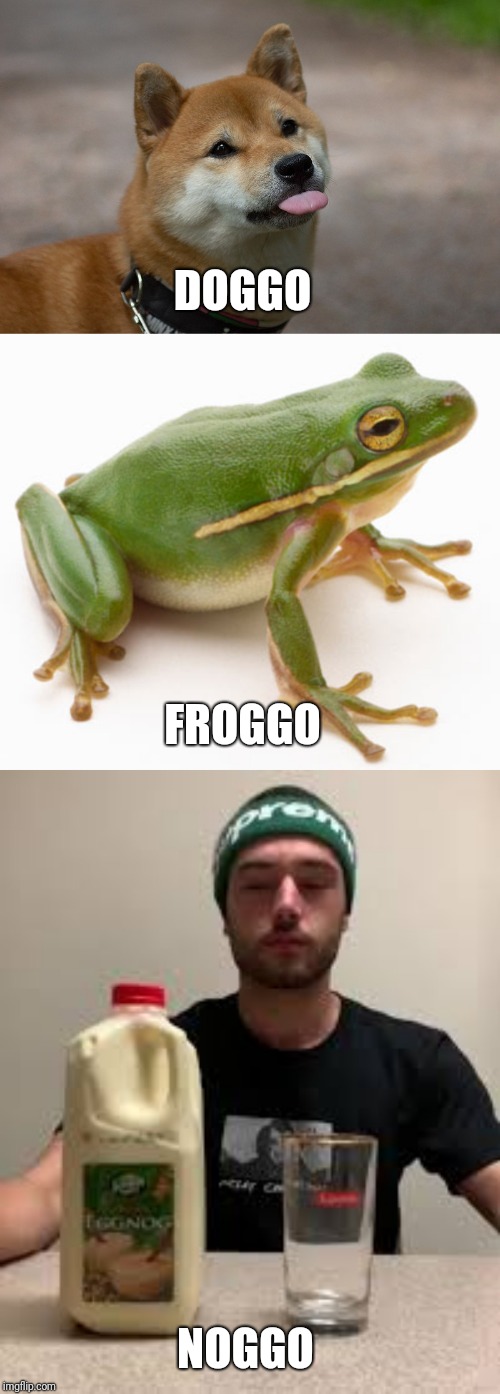 I expect comments to be on point | DOGGO; FROGGO; NOGGO | image tagged in cute doggo,froggo,egg nog,doggo | made w/ Imgflip meme maker