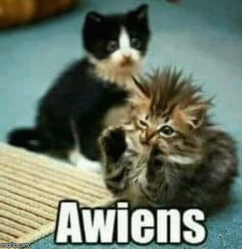 Ancient Aliens dude's kitty. | image tagged in awiens,ancient aliens | made w/ Imgflip meme maker