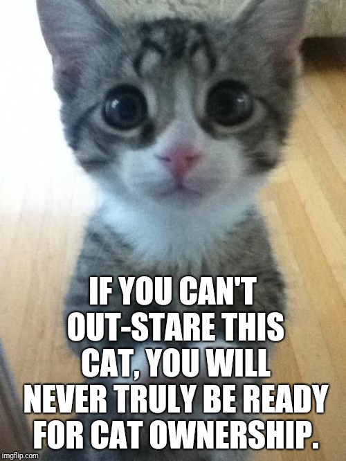 Guess the cat owns you... | IF YOU CAN'T OUT-STARE THIS CAT, YOU WILL NEVER TRULY BE READY FOR CAT OWNERSHIP. | image tagged in i just want friends who love cats drink copious amounts of wine,memes,staring,contest,owner,human slave | made w/ Imgflip meme maker