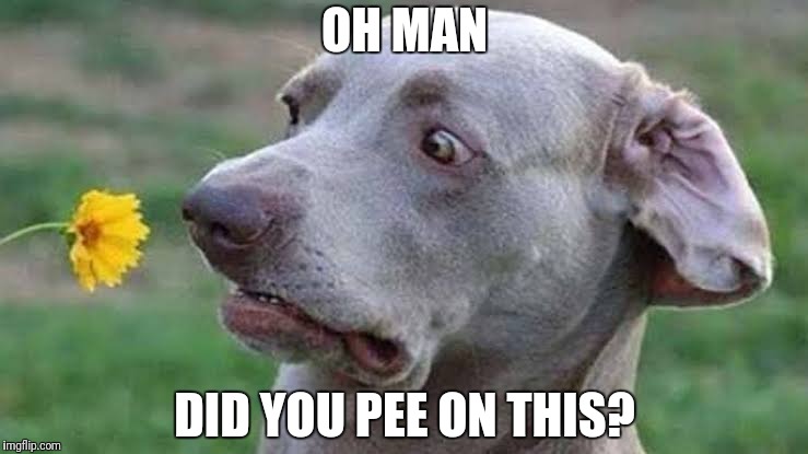 Stinky flower | OH MAN; DID YOU PEE ON THIS? | image tagged in funny dog,did you pee on this,aww man | made w/ Imgflip meme maker