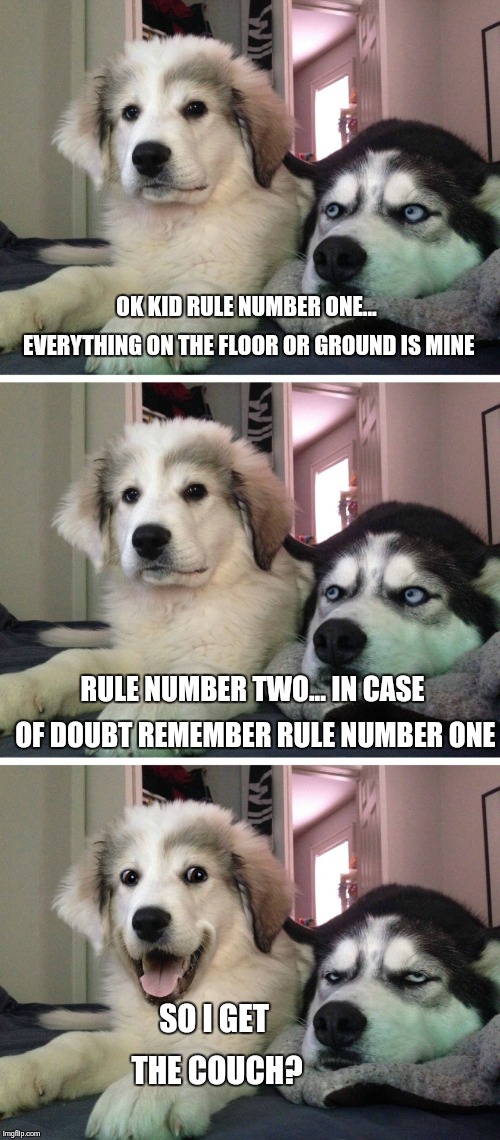 Bad pun dogs | OK KID RULE NUMBER ONE... EVERYTHING ON THE FLOOR OR GROUND IS MINE; RULE NUMBER TWO... IN CASE OF DOUBT REMEMBER RULE NUMBER ONE; SO I GET THE COUCH? | image tagged in bad pun dogs | made w/ Imgflip meme maker