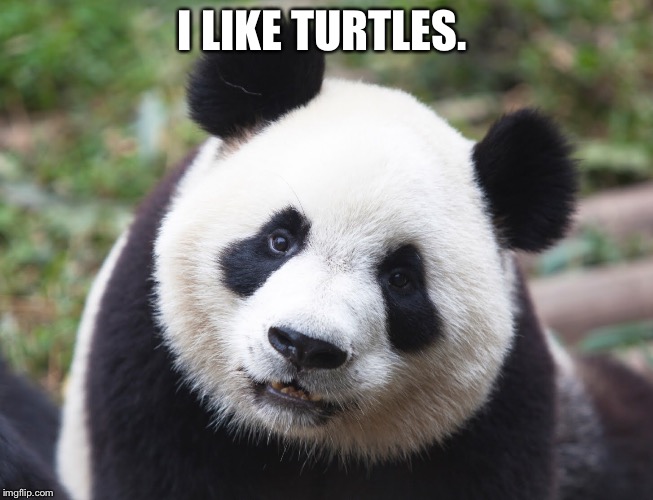 i like turtles  | I LIKE TURTLES. | image tagged in i like turtles,zombie kid,panda,panda meme,memes,bear memes | made w/ Imgflip meme maker