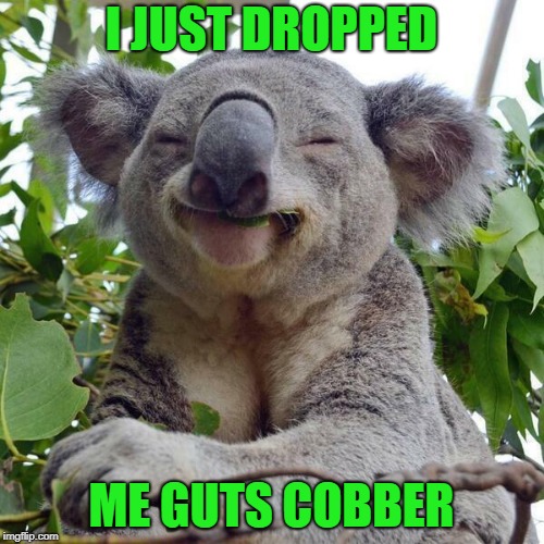 Smiling Koala | I JUST DROPPED ME GUTS COBBER | image tagged in smiling koala | made w/ Imgflip meme maker