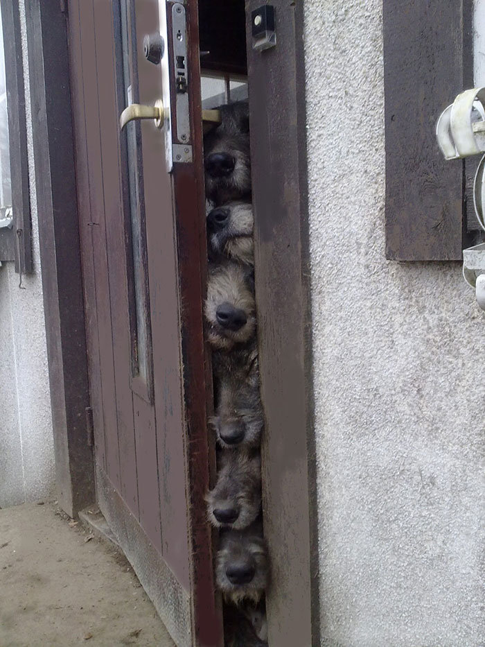 Irish Wolfhounds Blank Meme Template