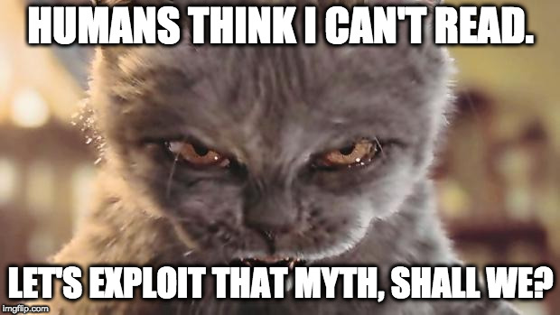 Evil Cat | HUMANS THINK I CAN'T READ. LET'S EXPLOIT THAT MYTH, SHALL WE? | image tagged in evil cat | made w/ Imgflip meme maker