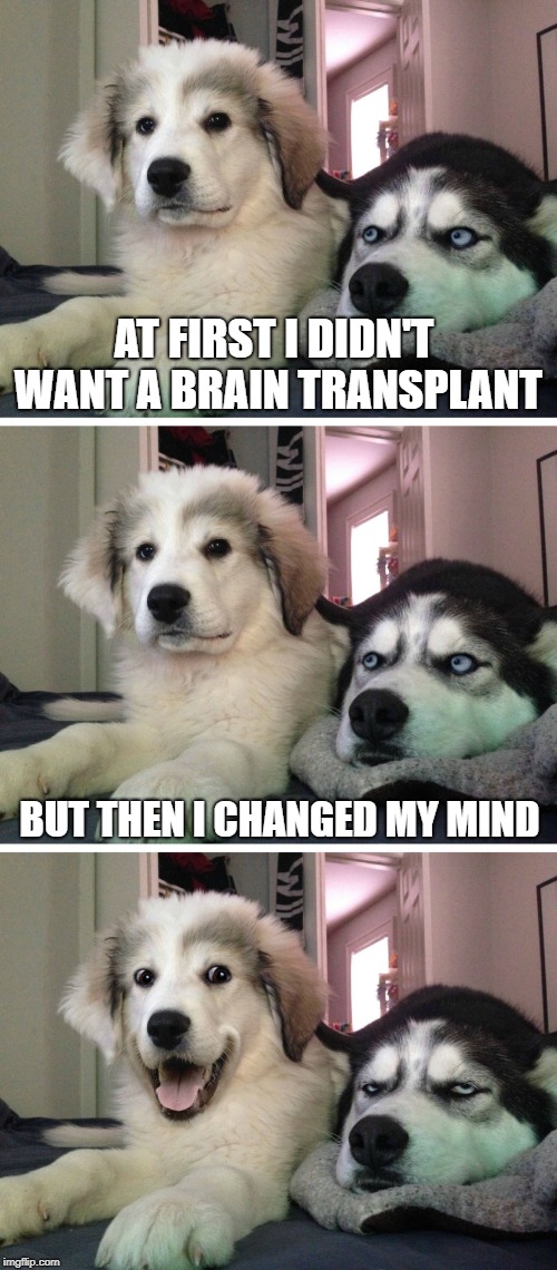 Bad pun dogs | AT FIRST I DIDN'T WANT A BRAIN TRANSPLANT; BUT THEN I CHANGED MY MIND | image tagged in bad pun dogs,memes,funny,latest,jokes,funny memes | made w/ Imgflip meme maker