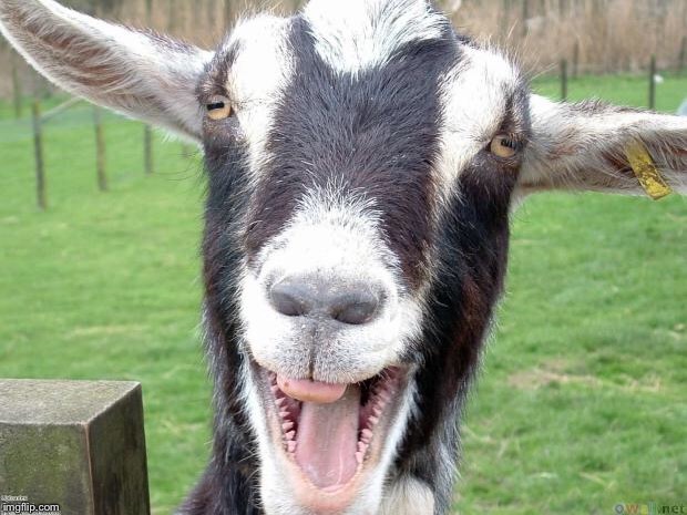 Funny Goat | . | image tagged in funny goat | made w/ Imgflip meme maker