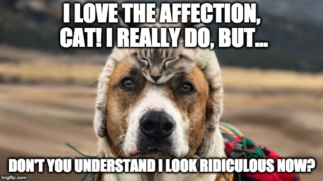 Love is good, but not always. | I LOVE THE AFFECTION, CAT! I REALLY DO, BUT... DON'T YOU UNDERSTAND I LOOK RIDICULOUS NOW? | image tagged in love,cats,dogs | made w/ Imgflip meme maker