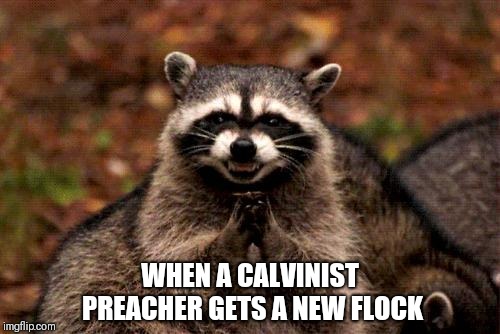 Evil Plotting Raccoon Meme | WHEN A CALVINIST PREACHER GETS A NEW FLOCK | image tagged in memes,evil plotting raccoon | made w/ Imgflip meme maker