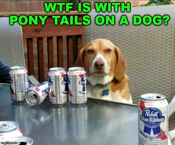 beer dog | WTF IS WITH PONY TAILS ON A DOG? | image tagged in beer dog | made w/ Imgflip meme maker