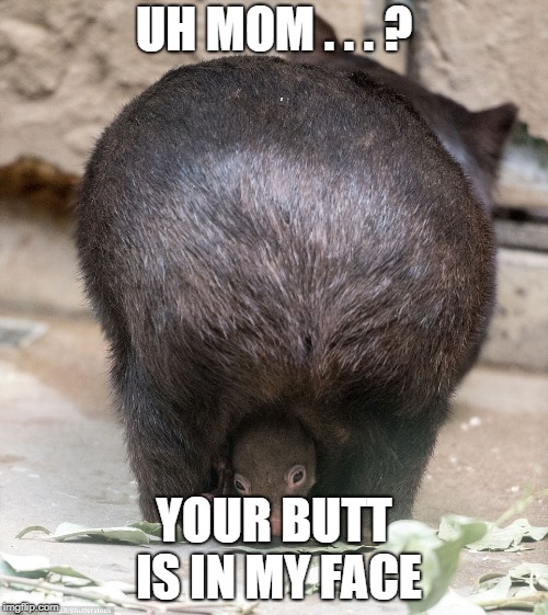  Baby Wombat | UH MOM . . . ? YOUR BUTT IS IN MY FACE | image tagged in australia | made w/ Imgflip meme maker
