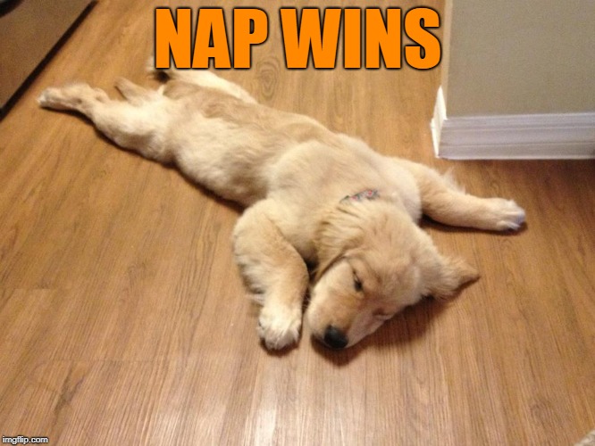 Sleeping puppy | NAP WINS | image tagged in sleeping puppy | made w/ Imgflip meme maker